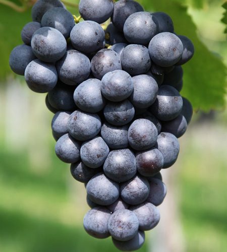 jamun1